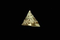 細紋鐘螺藏品圖，第4張